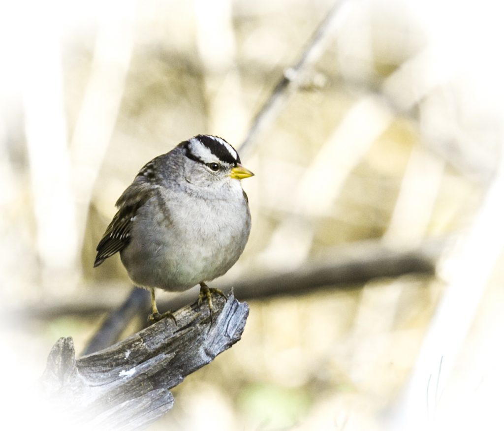 White Crown Sparrow - Larry Wright